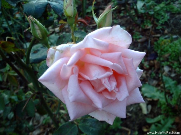 'Royal Bouquet ™ (floribunda, Evers/Tantau, 1986)' rose photo