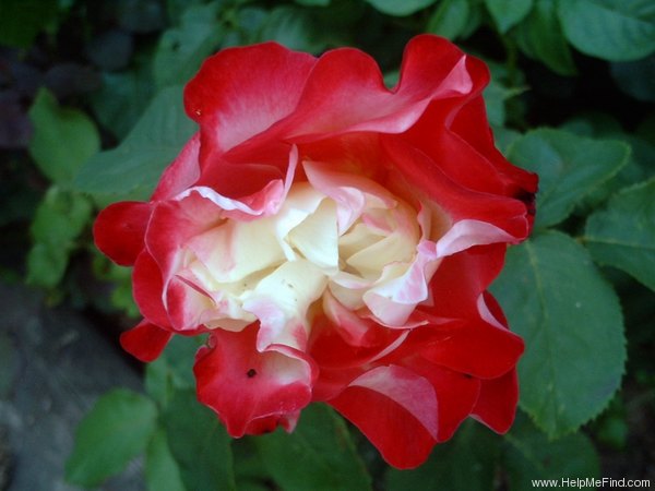 'Double Delight, Cl.' rose photo
