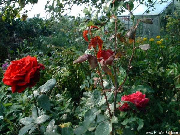 'Erotica' rose photo