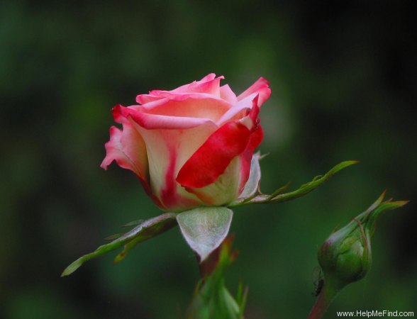 'X-Rated' rose photo