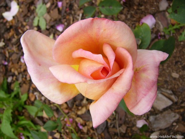 'Diorama' rose, click to enlarge 'Diorama' rose photo
