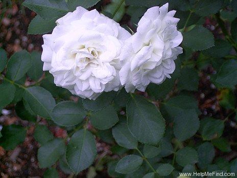 'Alba Meillandécor' rose photo