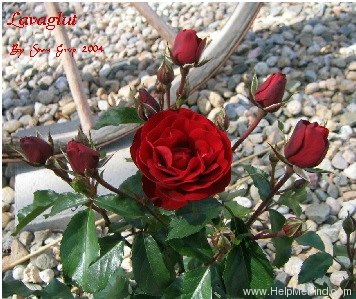 'Lavaglut' rose photo