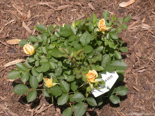 'June Laver' rose photo