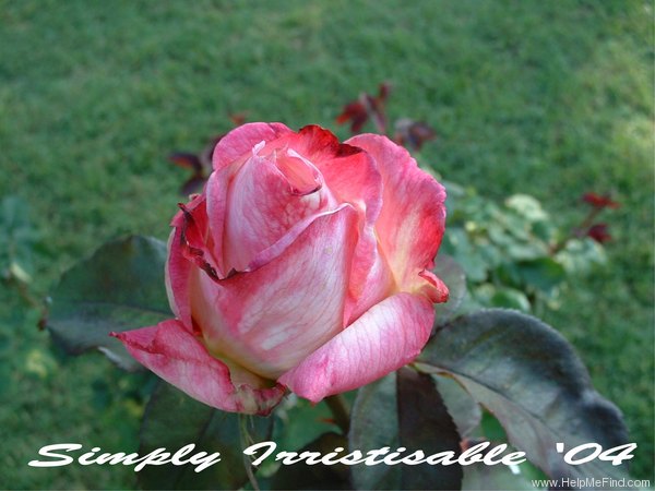 'Simply Irresistible' rose photo