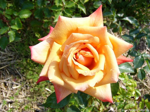 'Remember Me ® (hybrid tea, Cocker, 1979)' rose photo