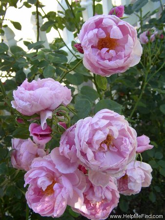 'Heather Austin' rose photo