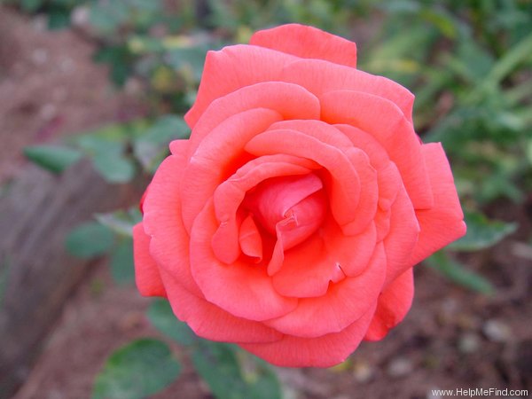 'Doctor Dick' rose photo
