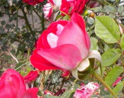 'Merlot (miniature, Benardella 2001)' rose photo