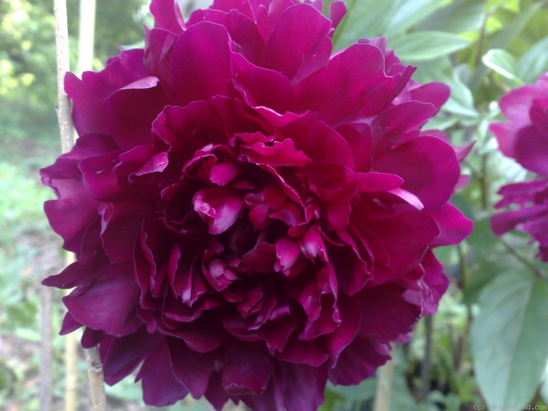 'Philippe Rivoire' peony photo