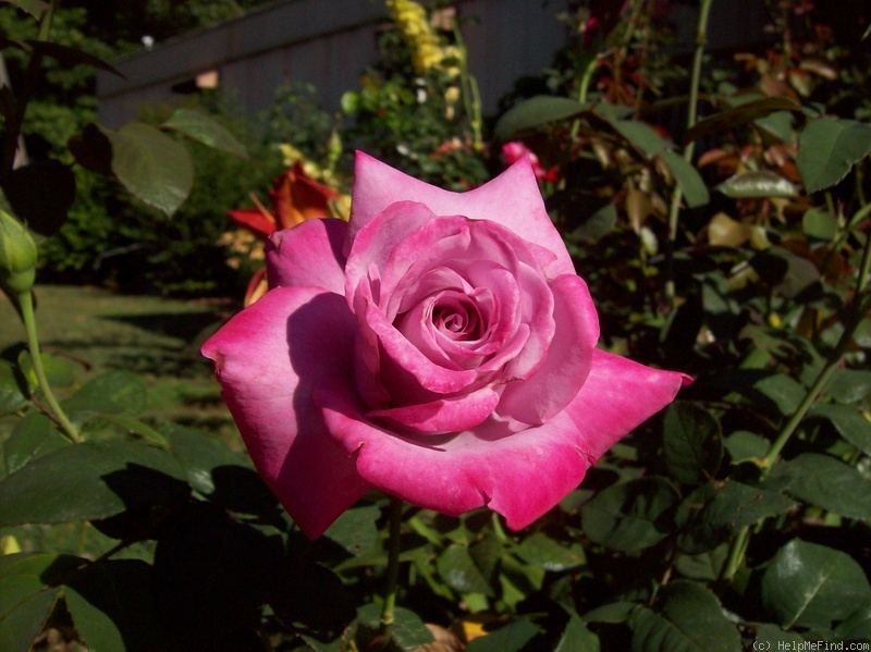 'Paradise ™ (hybrid tea, Weeks 1975)' rose photo