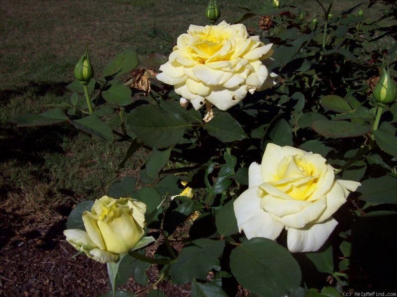 'Aperitif ® (hybrid tea, McGredy 1988)' rose, click to enlarge 'Aperitif ® (hybrid tea, McGredy 1988)' rose photo