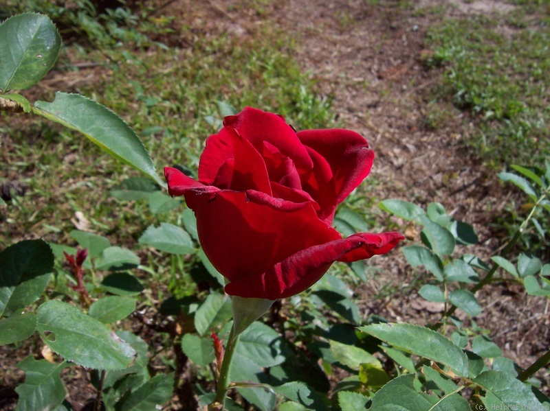 'Chrysler Imperial (Hybrid Tea, Lammerts, 1952)' rose photo