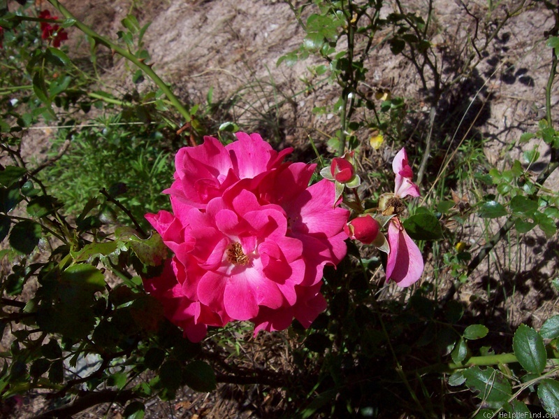 'Pink Carpet ™' rose photo