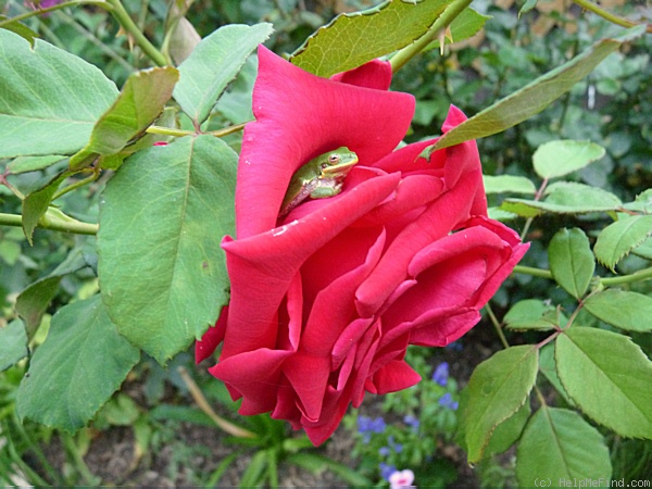 'Veterans' Honor®' rose photo