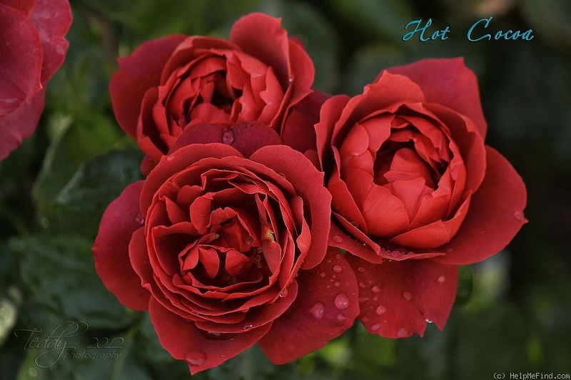 'Hot Cocoa ™ (Floribunda, Carruth 2001)' rose photo