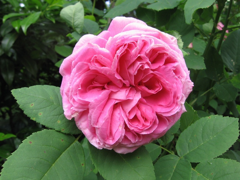 'Pascale Hiemann'  photo