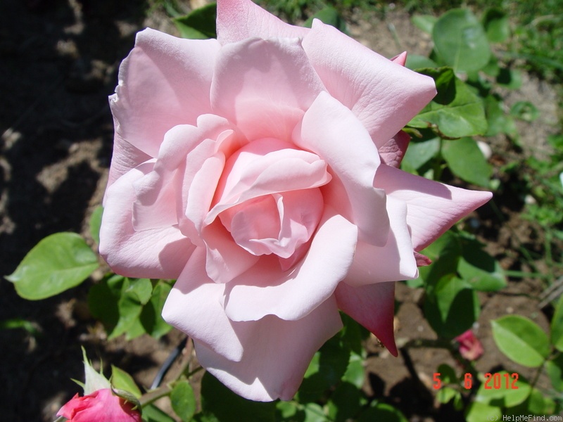 'Utro Moskvy' rose photo