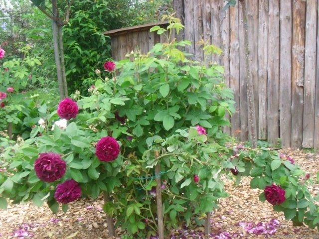 'Tuscany Superb' rose photo