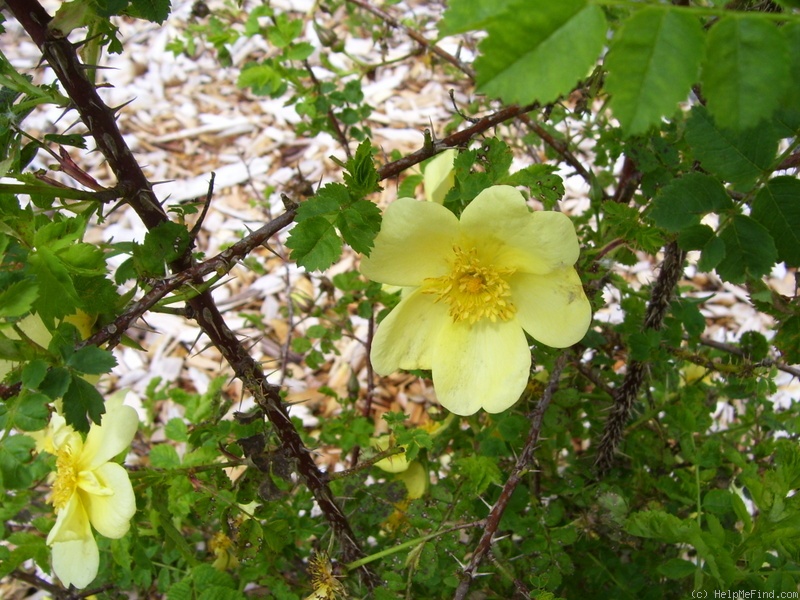 'Golden Altai' rose photo