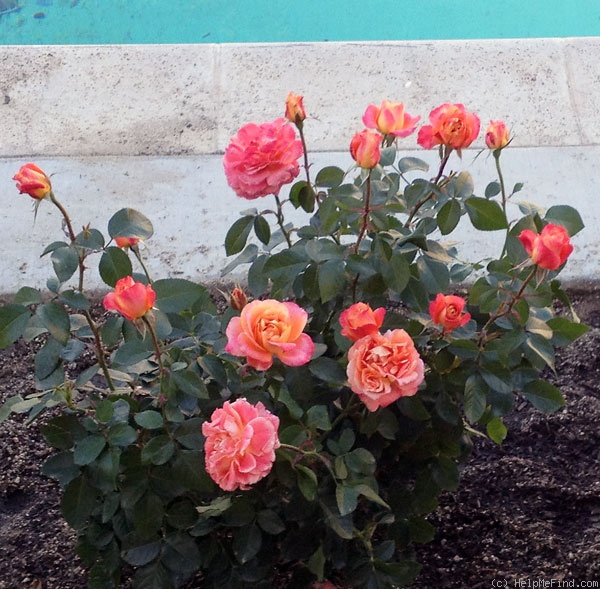 'Tangerine Streams' rose photo