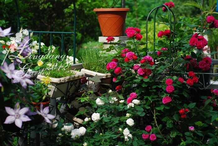 'Bicentenaire de Guillot ®' rose photo