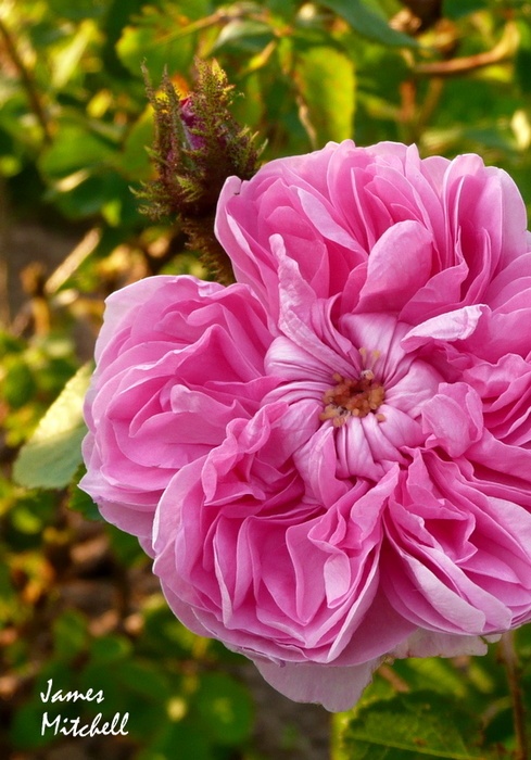 'James Mitchell' rose photo