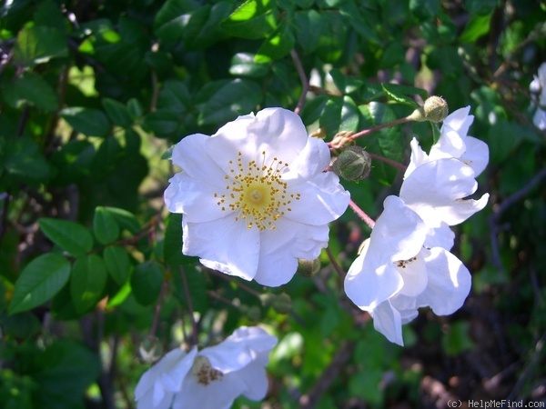 'R. sempervirens' rose photo