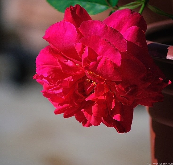 'Général Berthelot' rose photo