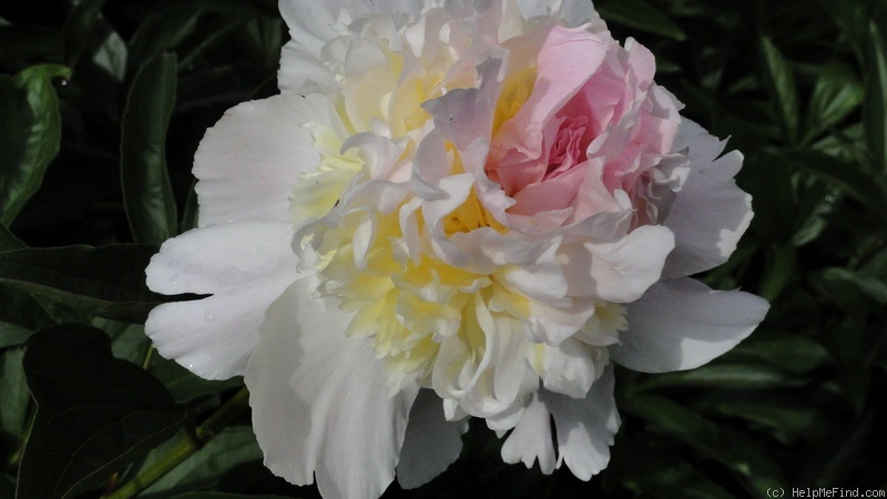 'Top Brass' peony photo