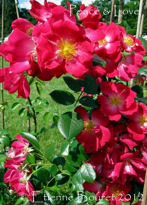 'LEBlove' rose photo