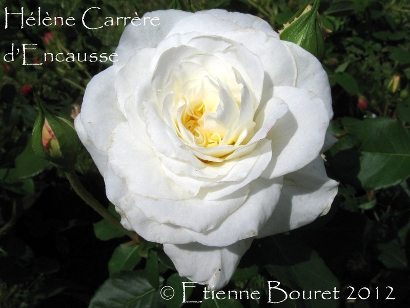 'Hélène Carrère d'Encausse' rose photo
