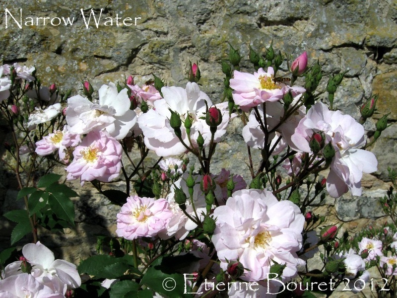 'Narrow Water (Noisette, 1883)' rose photo