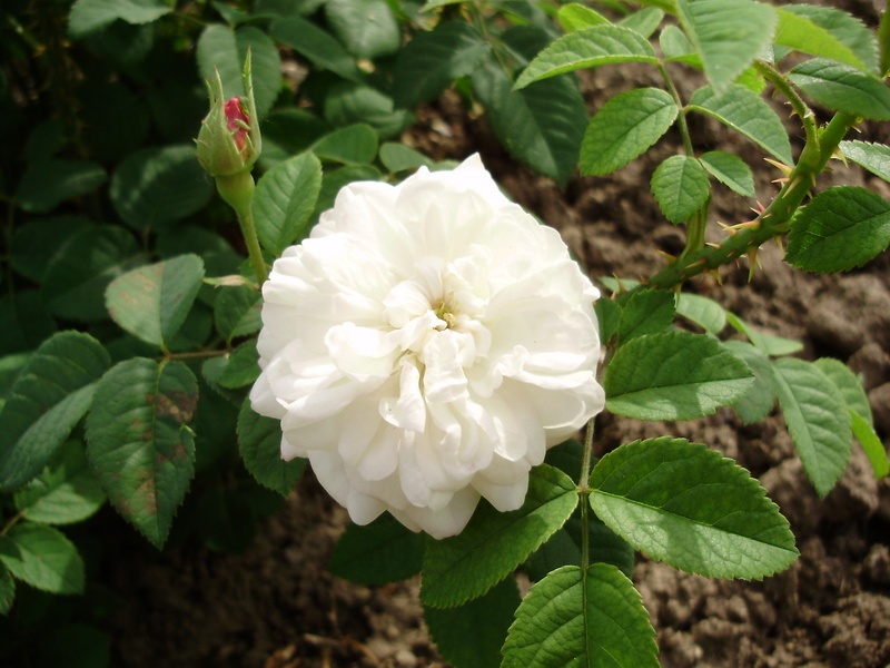 'Bouquet Blanc (hybrid perpetual, Robert 1856)' rose photo