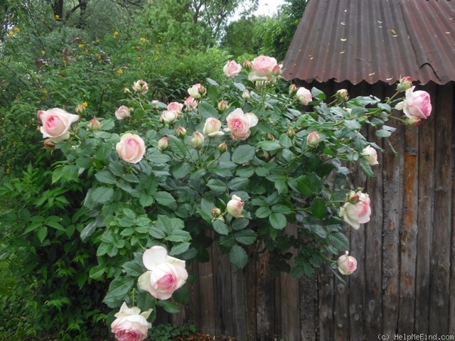 'Eden Rose 85' rose, click to enlarge 'Eden Rose 85' rose photo