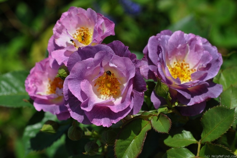 'Blue For You (Floribunda, James, 2001)' rose photo