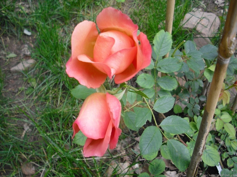 'Fighting Temeraire ®' rose photo
