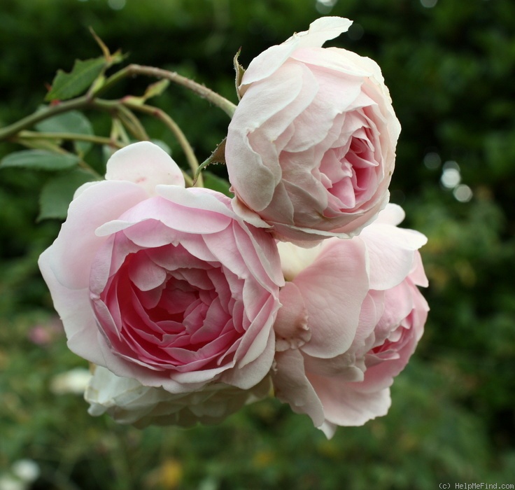 'Flore (Sempervirens, Jacques, 1830)' rose photo