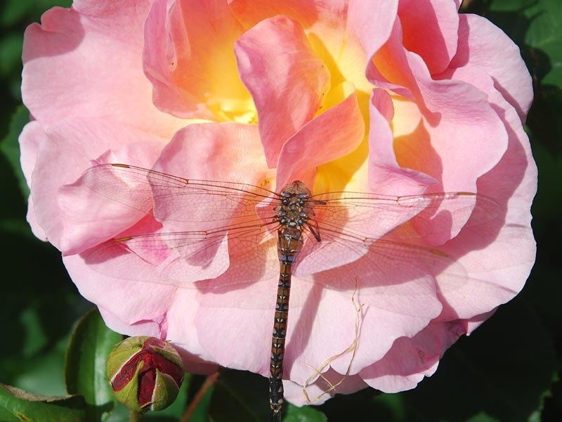 'Lilian Austin' rose photo