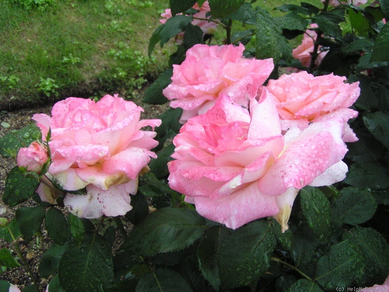 'Saturday ®' rose photo