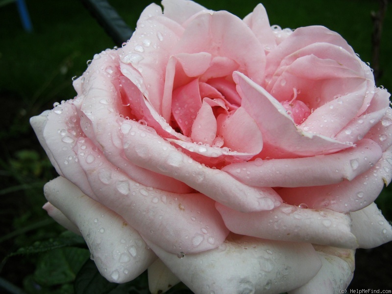 'Aphrodite ® (shrub, Evers/Tantau, 2000/06)' rose, click to enlarge 'Aphrodite ® (shrub, Evers/Tantau, 2000/06)' rose photo