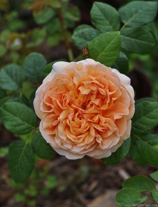 'Apricot Impressionist ™' rose photo