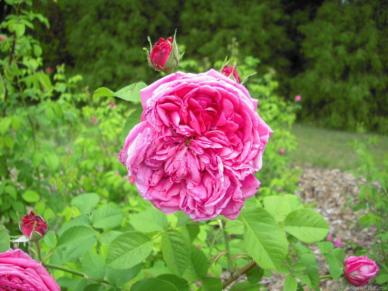 'Paul Ricault' rose photo