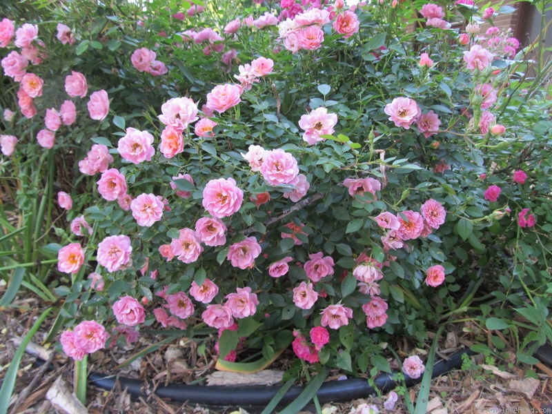 'Oso Happy Petit Pink' rose photo
