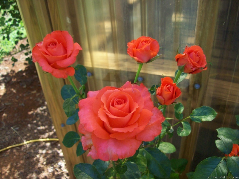 'Yabadabadoo® (florist's rose, Spek, 2005)' rose photo