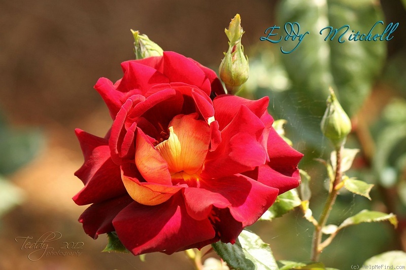 'Eddy Mitchell ®' rose photo