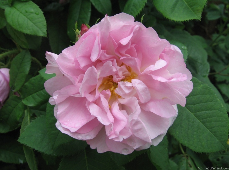 'Amélia (alba, Vibert, 1823)' rose photo