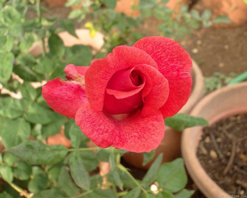 'Cinnamon Dolce' rose, click to enlarge 'Cinnamon Dolce' rose photo