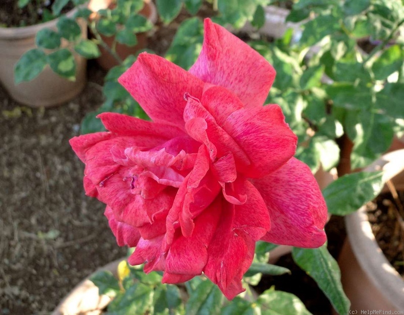 'Cinnamon Dolce' rose photo