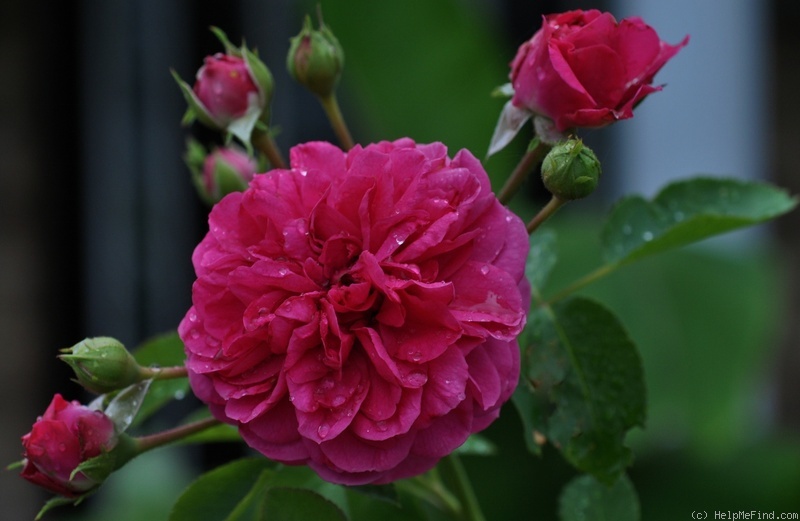 'Sir John Betjeman' rose photo